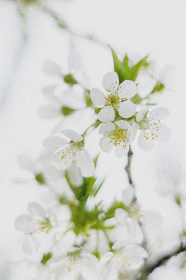 Personal Brand Clarity Session Olive Graphics